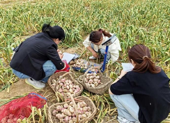 【山东省济宁市金乡县今冬新增无症状感染者29例_济宁金乡最新新闻】