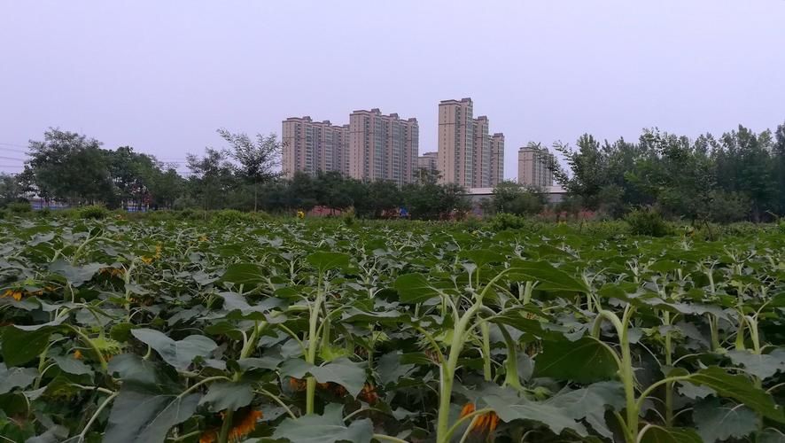 【河北邢台巨鹿县什么时候可以静默,巨鹿县城什么时候解封小区】
