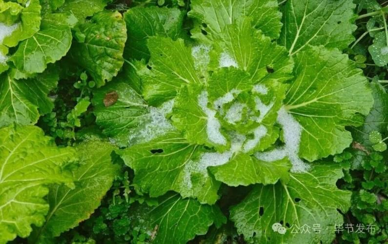 专家:贵州省毕节市金沙县每年或现多个感染高峰_贵州省毕节市金沙县封路了吗
