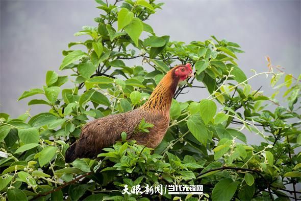 天柱县今冬新增破22/天柱县最新消息
