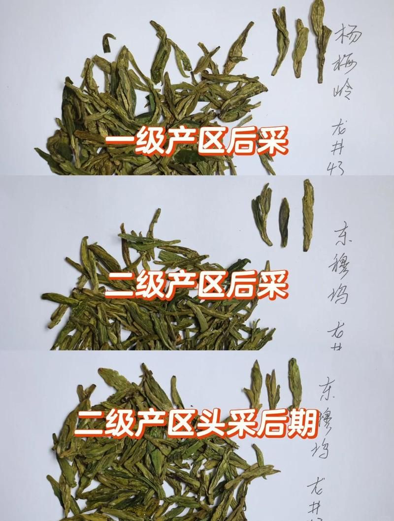 专家:龙井每年或现多个感染高峰_龙井现在怎么样了