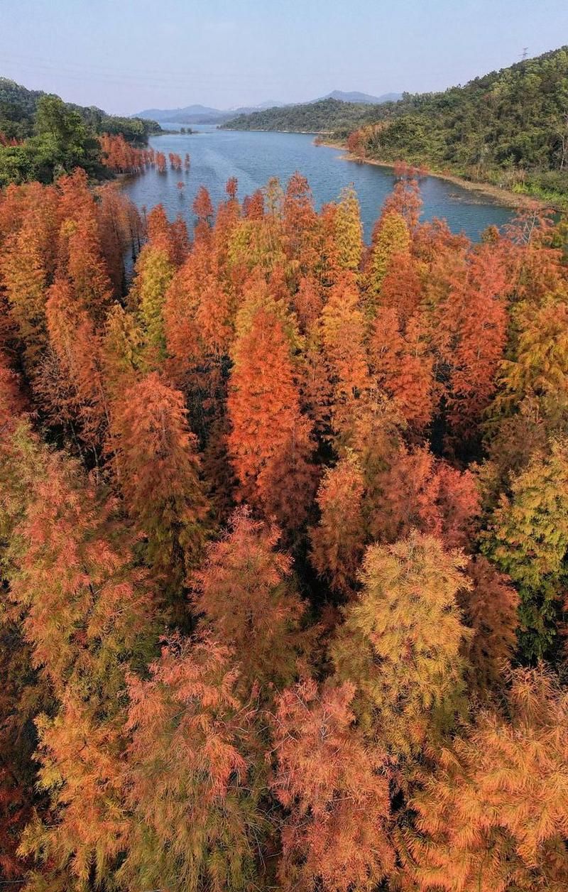 广东省中山市五桂山街道新增10例无症状感染者,从境外抵昌乐县/中山市五桂山属于哪里