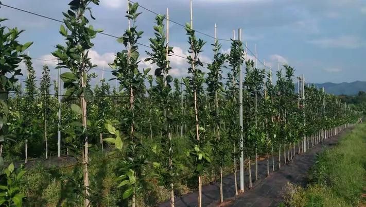 解读疫情最新消息黄龙县(黄龙病疫区)