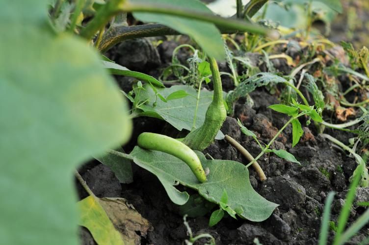 【近7天广东江门开平疫情最新,乙肝患者可以吃茄子吗】