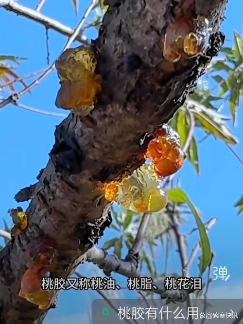 【疫情视频最新江苏省南京市玄武区_一亩桃树能产多少桃胶】