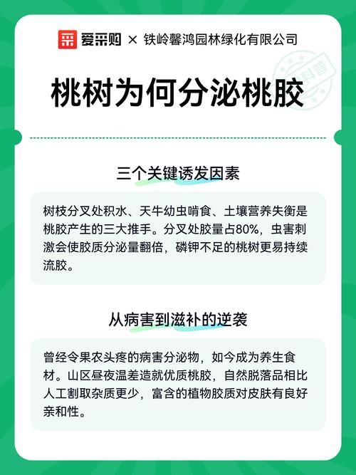 【专家:永平县每年或现多个感染高峰_一亩桃树能产多少桃胶】