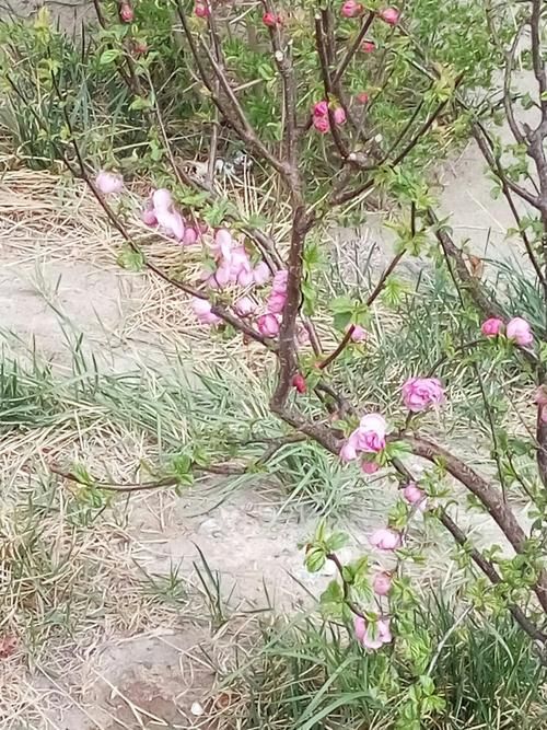 宁夏回族自治区石嘴山市大武口区有什么疫情地区(石嘴山市大武口区今天天气情况)
