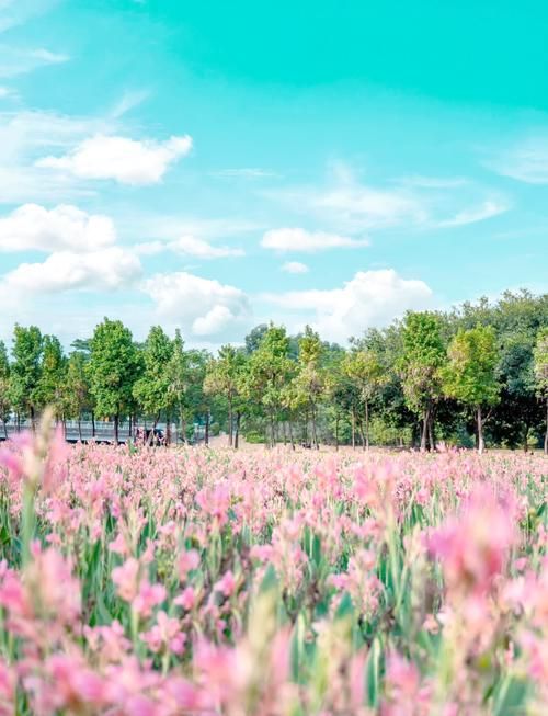 【查找最新疫情广东东莞东莞生态园,东莞生态园是做什么的】