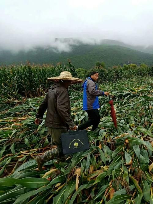 解读疫情最新消息云南丽江永胜县/丽江永胜冰雹最新消息