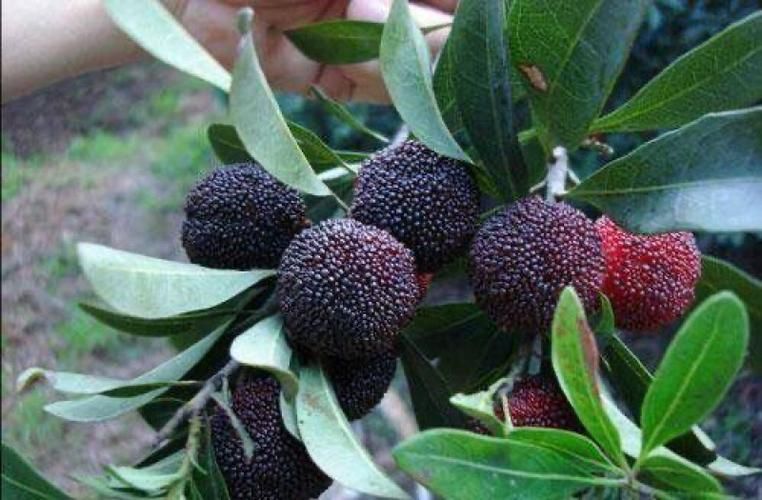 四川自贡荣县发现1名密接者!(四川自贡荣县特大新闻)