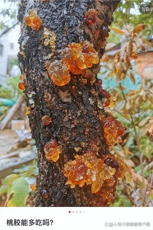 12月5日疫情最新通报吴忠/一亩桃树能产多少桃胶