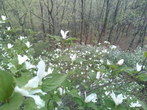 辽宁省鞍山市岫岩满族自治县疫情分布图最新_鞍山岫岩县全貌