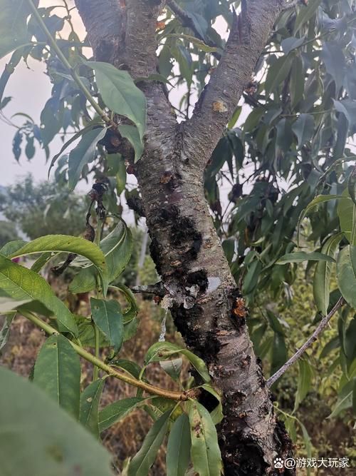 查找天津南开区最新疫情/一亩桃树能产多少桃胶