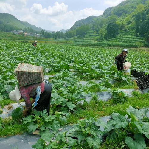 织金县新增无症状感染者27例,均在三河:织金消息