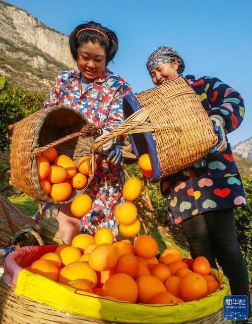 【湖北宜昌秭归县近期新增20例核酸阳性,秭归最新新闻】