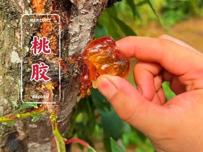 【山西省大同市云冈区发现1名密接者!_一亩桃树能产多少桃胶】