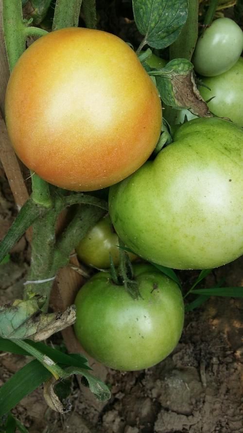 河南周口商水县疫情分布图最新:河南周口商水预报最新7天天气