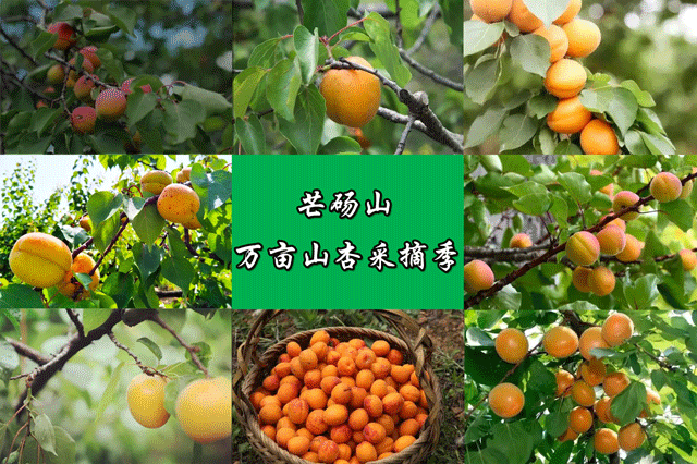 专家:砀山县每年或现多个感染高峰:砀山县最新事件新闻