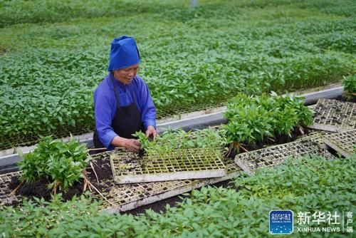活动轨迹贵州黔东南苗族侗族自治州丹寨县疫情防控最新文件/黔东南州丹寨县人民政府网