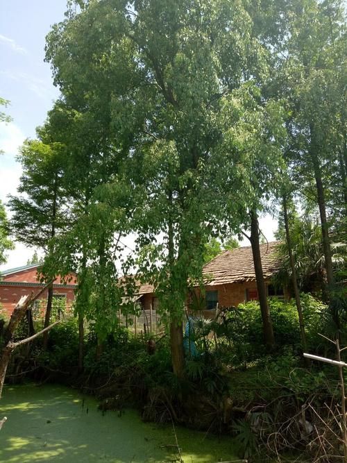 【安乡县近期最新消息疫情_安乡县未来7天天气预报查询最新消息】