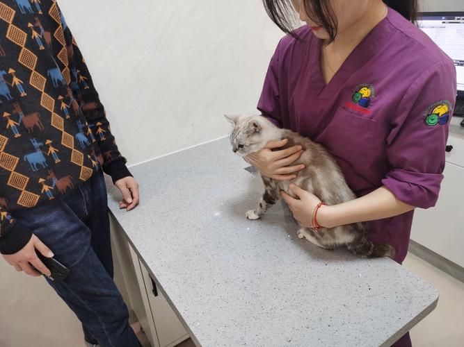【东港最新疫情临床_东港宠物医院】