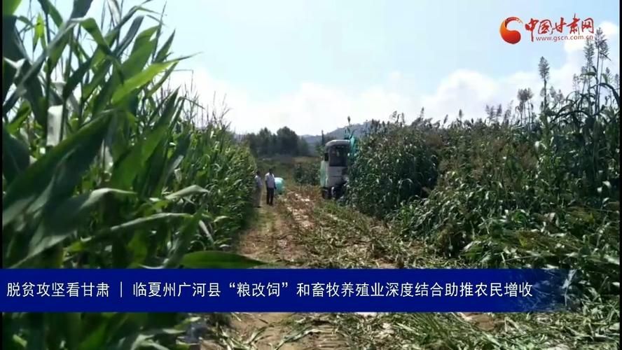 昨日甘肃临夏回族自治州广河县疫情最新(甘肃临夏广河县地图)