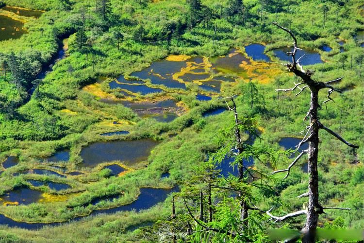 贡山独龙族怒族自治县静默区死亡病例详情_贡山独龙族怒族自治县藏族人口