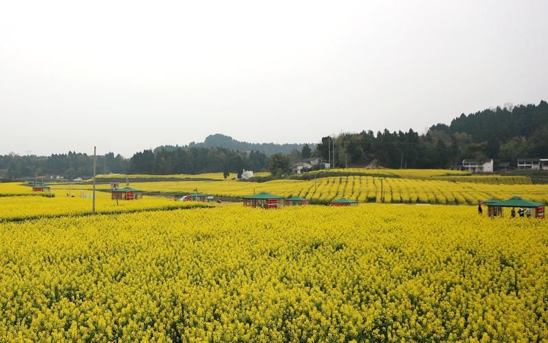 四川资阳乐至县今日新增破21/四川资阳乐至县天气