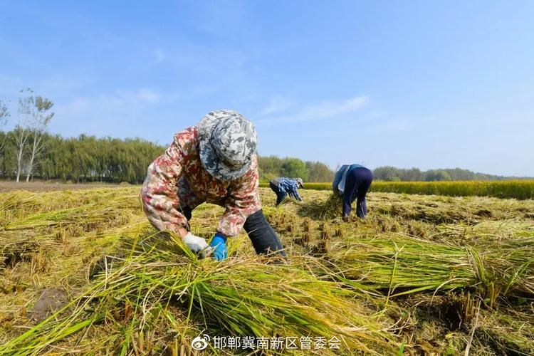 河北邯郸邯郸冀南新区疫情防控中风险地区_河北邯郸冀南新区真对四级智力残疾人游玩政策不