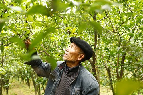 西畴县新增疫情最新:西畴县最新任命公示名单